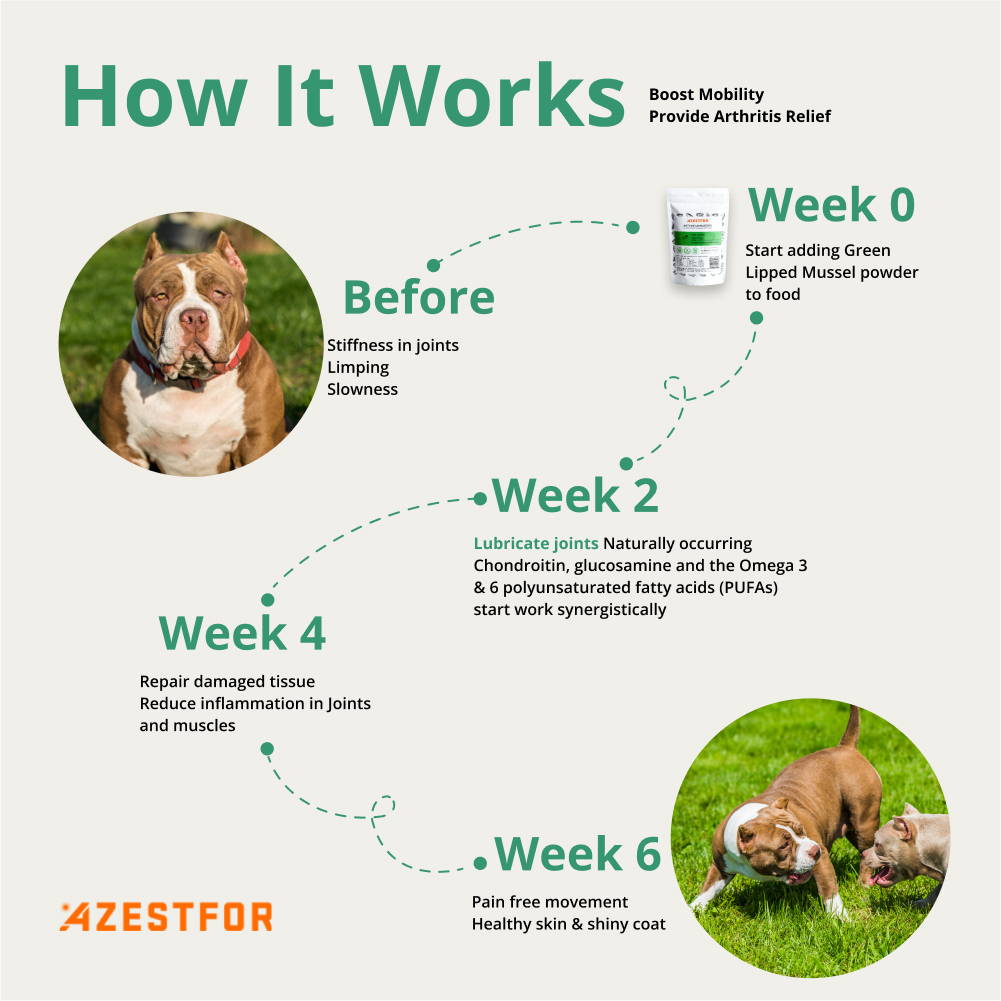 Azestfor Green Lipped Mussel for Dogs. How it Works: Before — Stiffness in joints, Limping, Slowness. Progress: Week 0 — Start adding Green Lipped Mussel Powder to food; Week 2 — Lubricate joints, naturally occuring Chondroitin, glucosamine and the Omega 3 & 6 polyunsaturated fatty acids start working synergistically; Week 4 — Repair damaged tissue, Reduce inflammation in joints and muscles; Week 6 — Pain free movement, Healthy skin & shiny coat