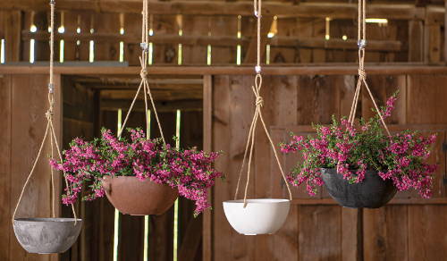 Pink flowers planted in artstone resin hanging bowl planters
