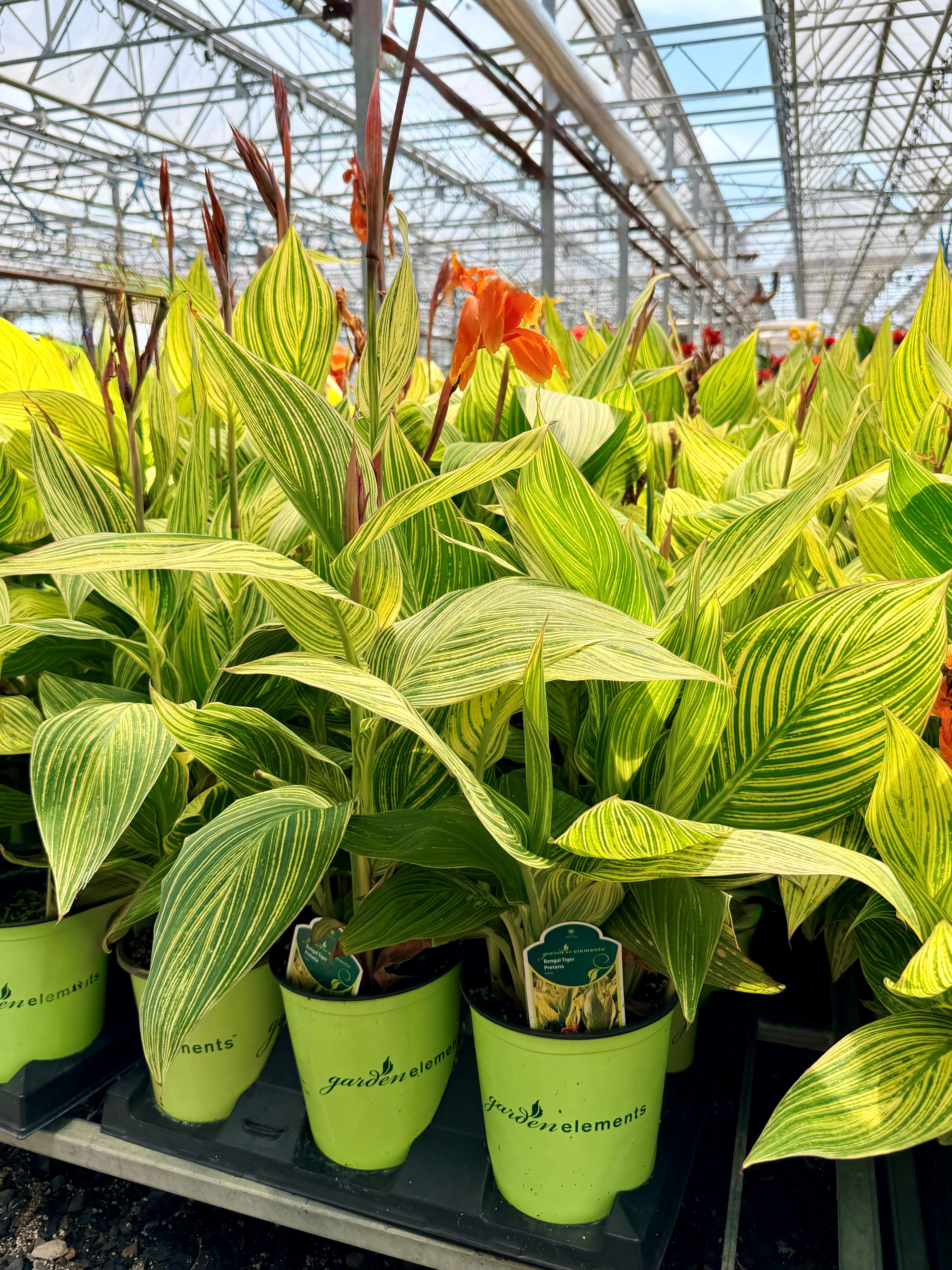 Green plants in pots displayed in a greenhouse setting.