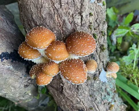 Chestnut mushrooms grow in tight clusters