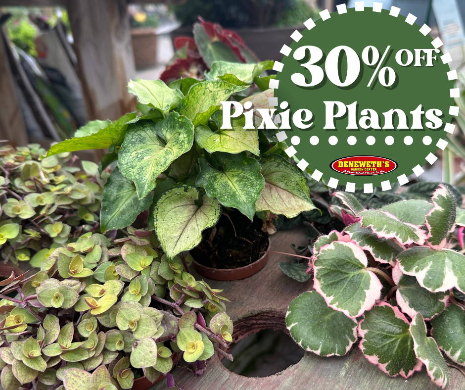 30% off Pixie Plants