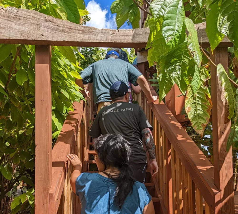 Guests climbing a staircase in Hawaii