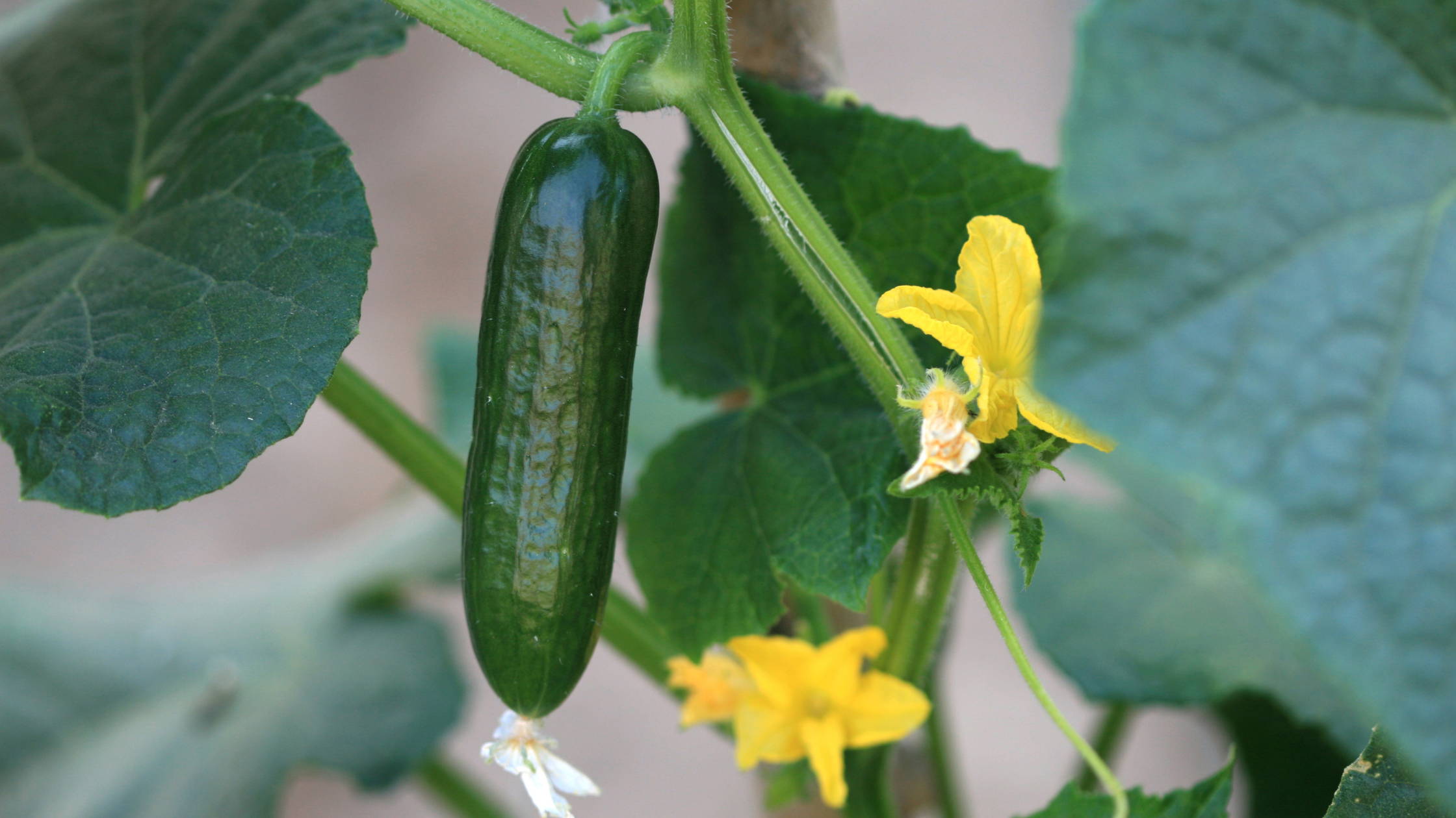 Cucumber Plants