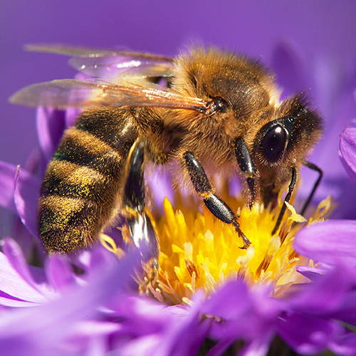 Western honey bee pollinating flower
