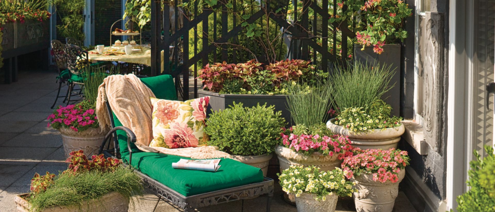 Graceful Grasses® Fiber Optic Grass, ColorBlaze® Dipt in Wine, Superbells® Yellow Chiffon™, Superbells® Cherry Star