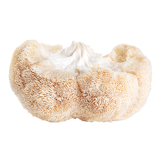 Lion’s Mane