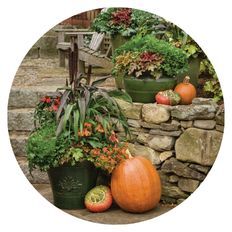 Scene of fall combinations in a pot next to pumpkins