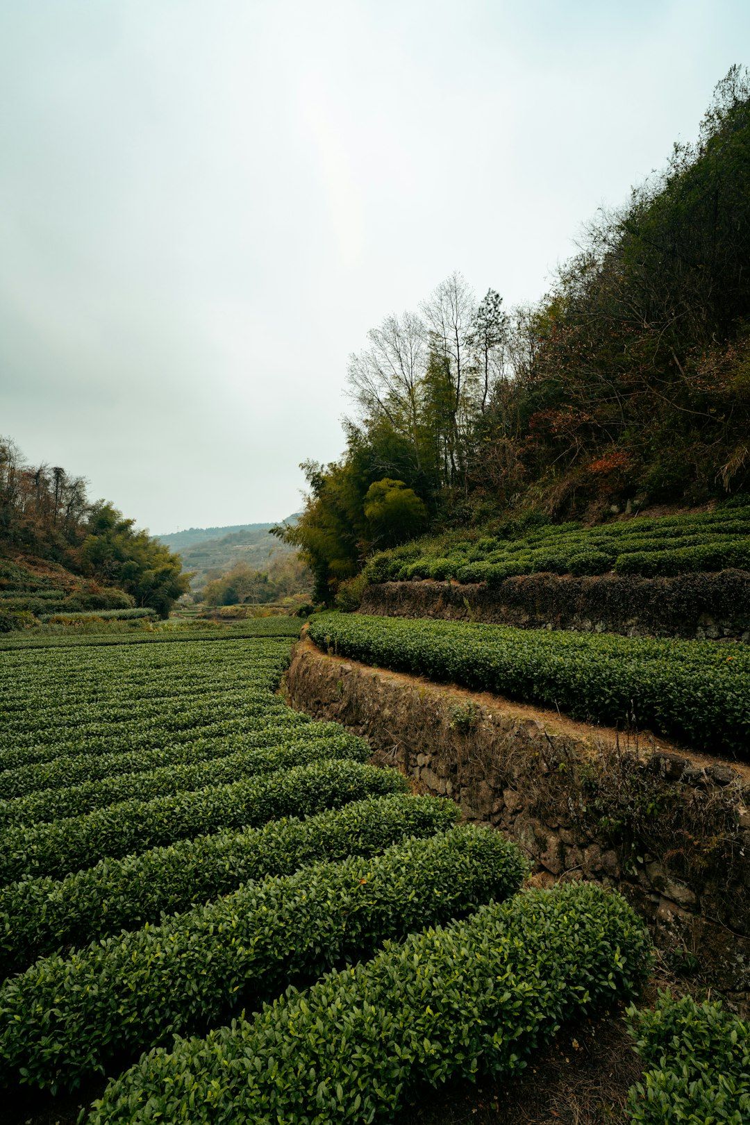 Lush green tea plantation on terraced hillsides