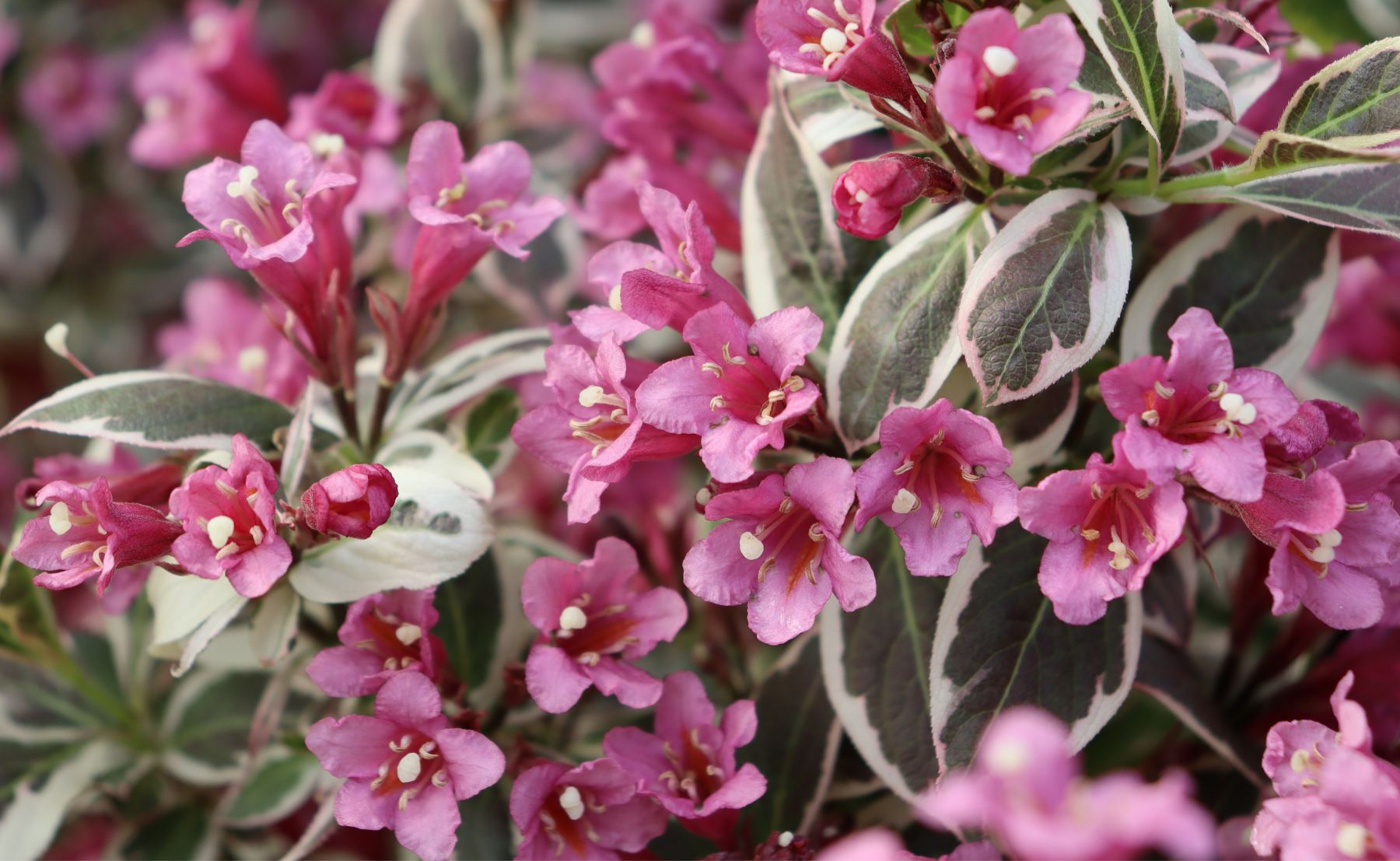 Photo of My Monet Purple Effect® Weigela