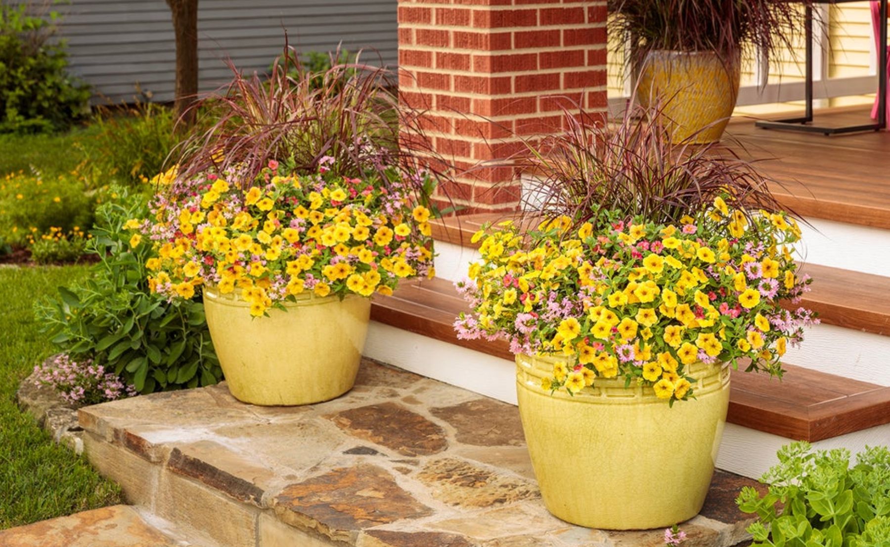 Planters in front of a house planted with Superbells® Tropical Sunrise, Stardiva® Pink, Graceful Grasses® Fireworks