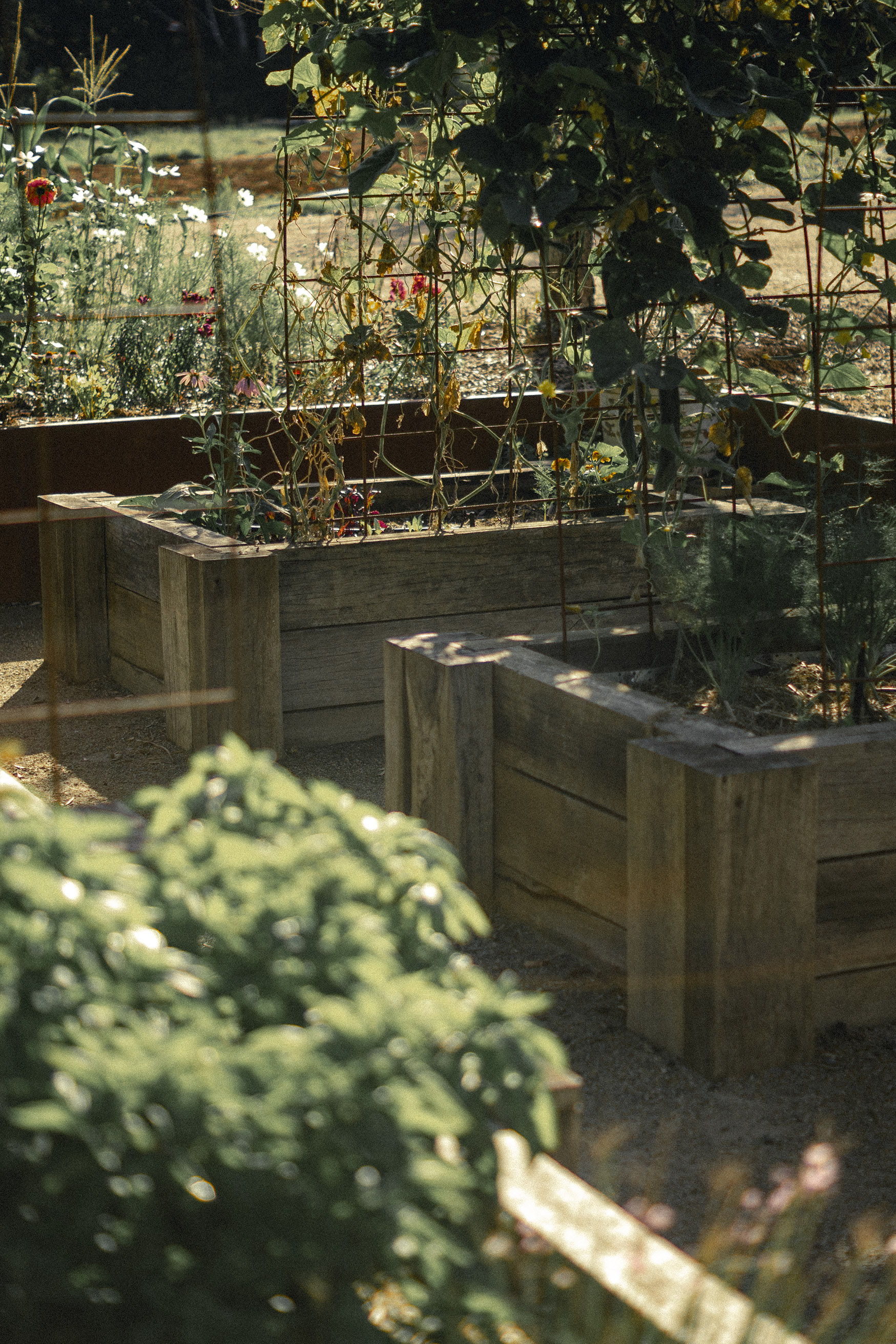 Wooden planter boxes in a garden with various plants.
