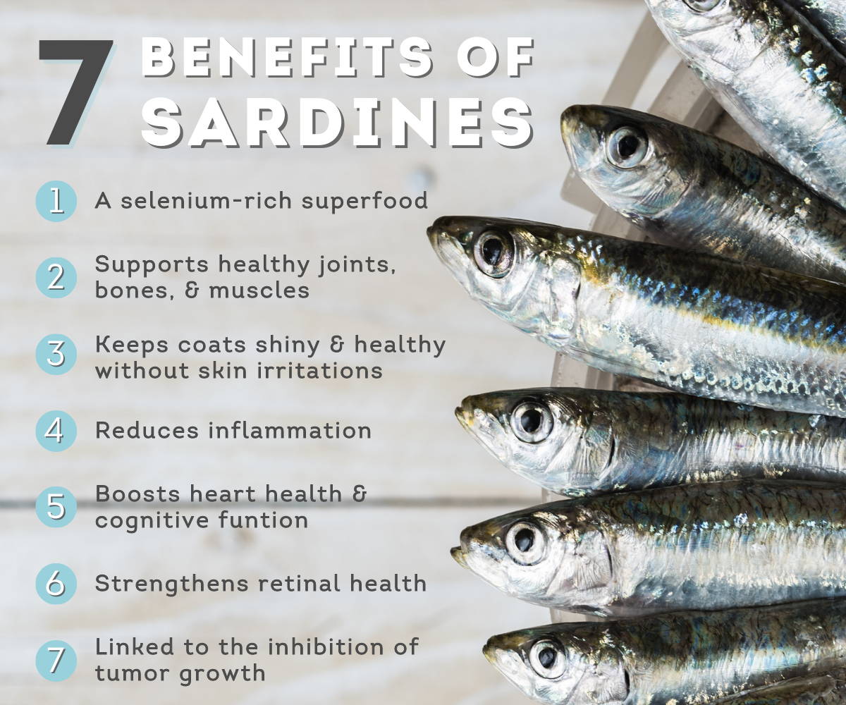 List of 7 benefits of sardines for dogs with picture of fish on the right.