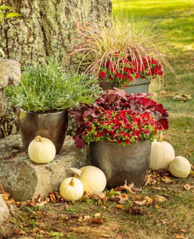 Scene of fall combination containers filled with Superbells® Red, Primo® Mahogany Monster, Graceful Grasses® Purple Fountain Grass, Superbells® Pomegranate Punch™ by a tree