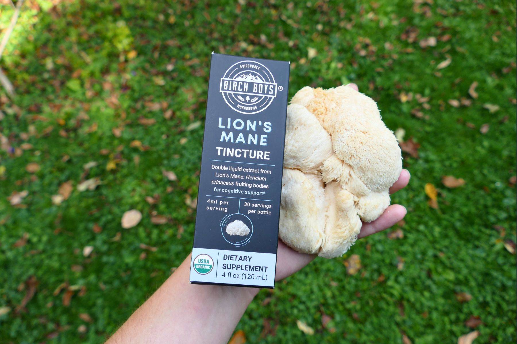 Birch Boys Lion's Mane Mushroom Tincture with fresh lion's amne fruiting body