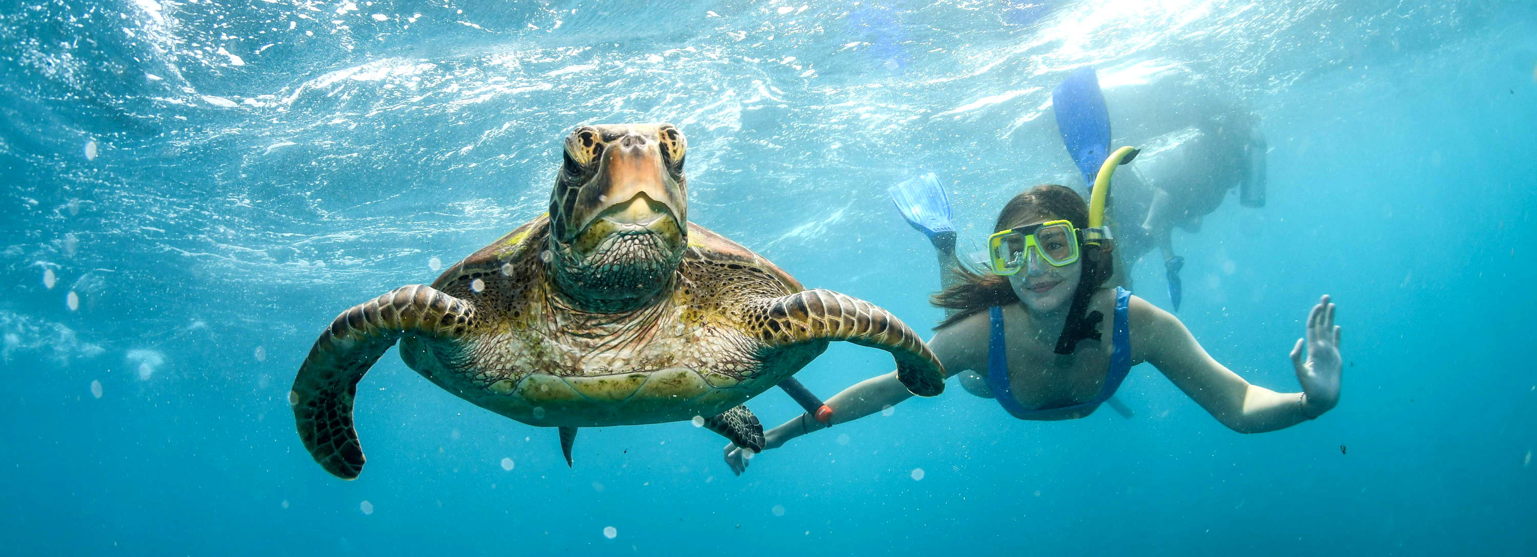 Girl snorkelling with sea turtle in blue ocean water