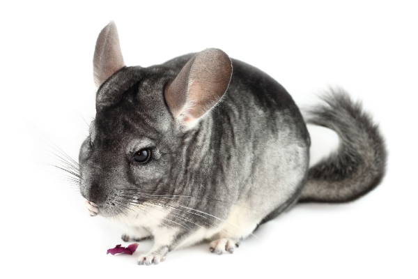 Chinchilla eating dried Rose petal Image