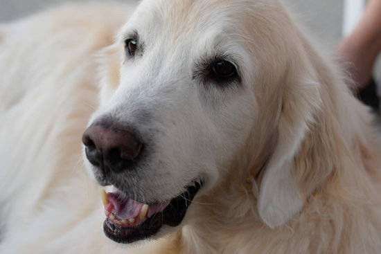 An elderly golden retriever facers the camera with its mouth slightly open