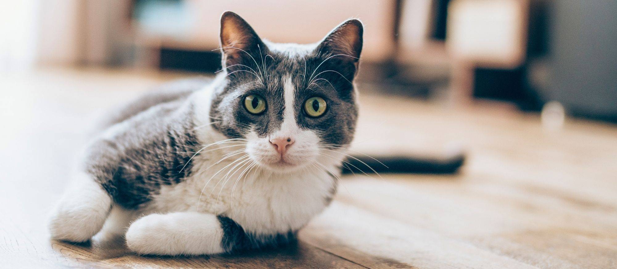 KittyBiome Collection for Cats