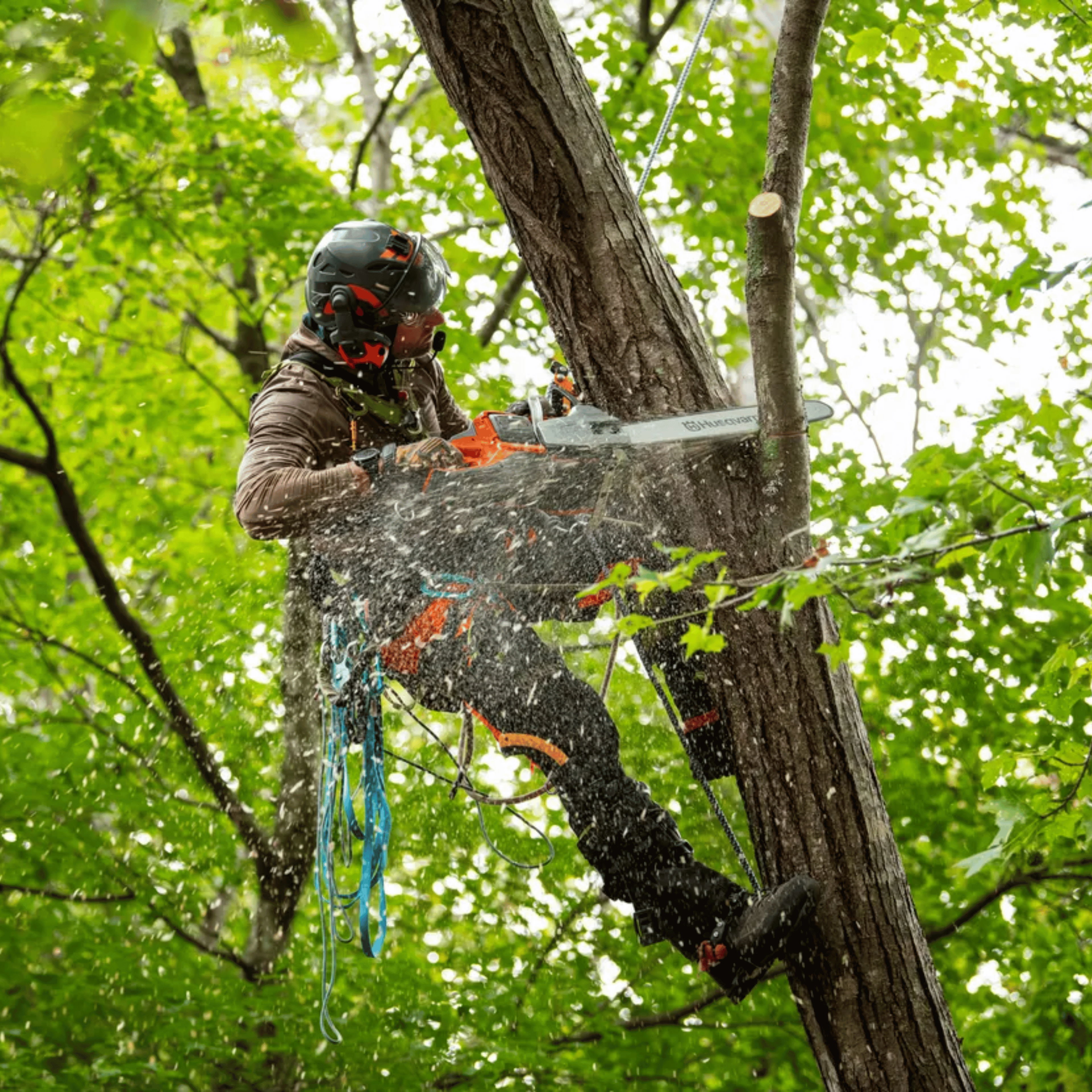 A person using a chainsaw while climbing a tree surrounded by green foliage.