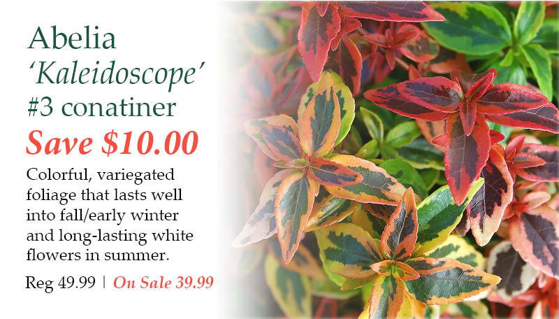 Abelia 'Kaleidoscope', number 3 container - Save $10.00! Colorful, variegated foliage that lasts well into fall/early winter and long-lasting white flowers in summer. | Regular price $44.99. On Sale $34.99.