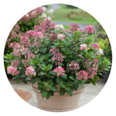 Hydrangea Little Quick Fire Planted in a tan container