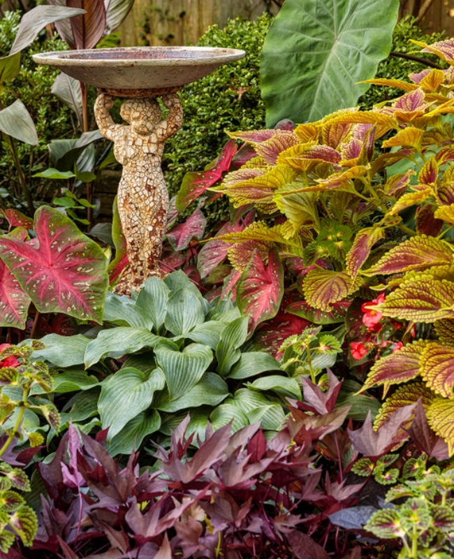 Annuals such as hostas, calidiums, and coleus planted together next to a bird bath