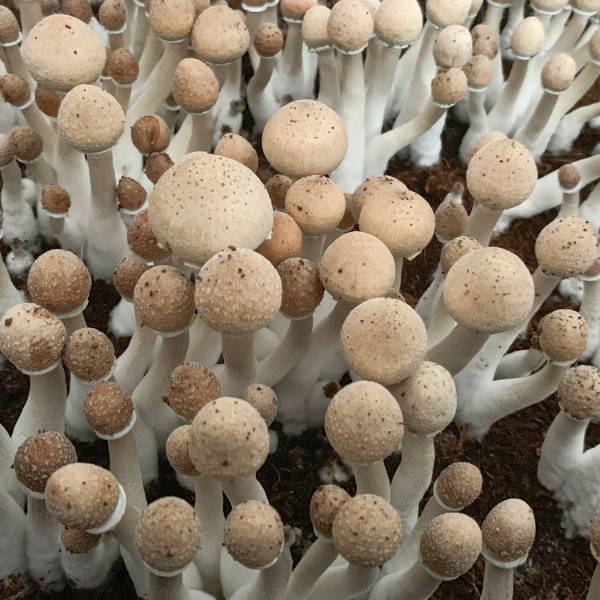 Psilocybin Mushrooms guide 2023