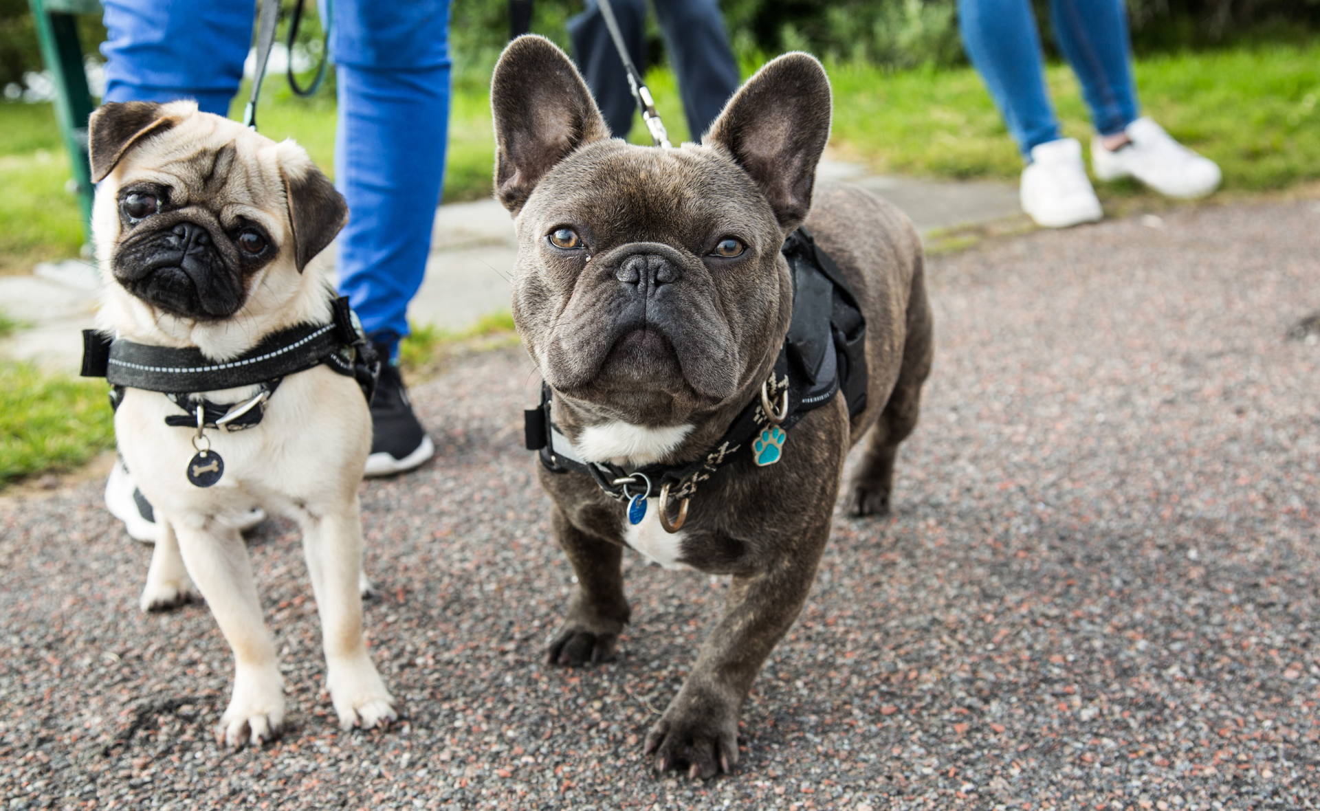 Pug and French Bulldog 