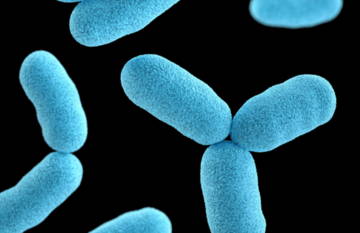 Blue bacteria on a black background, magnified for detailed view.