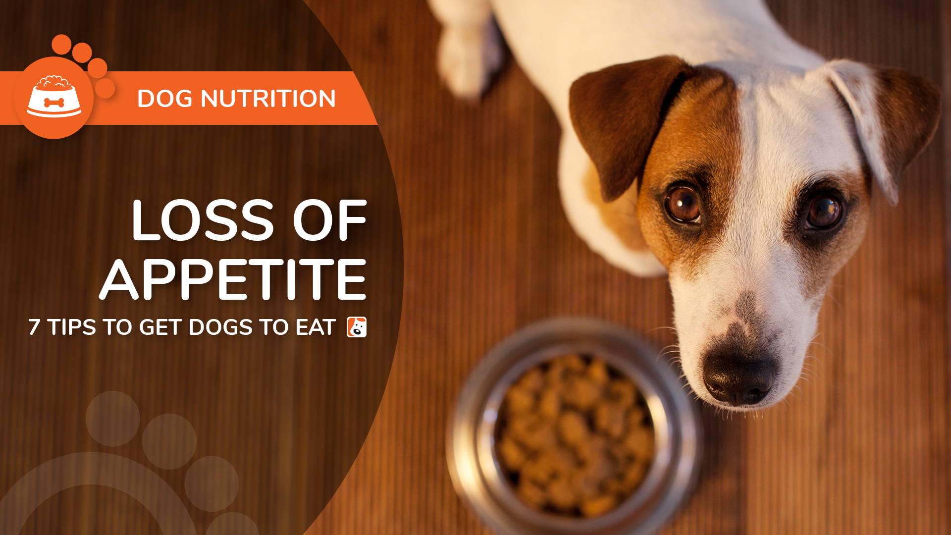 Loss of Appetite in Dogs