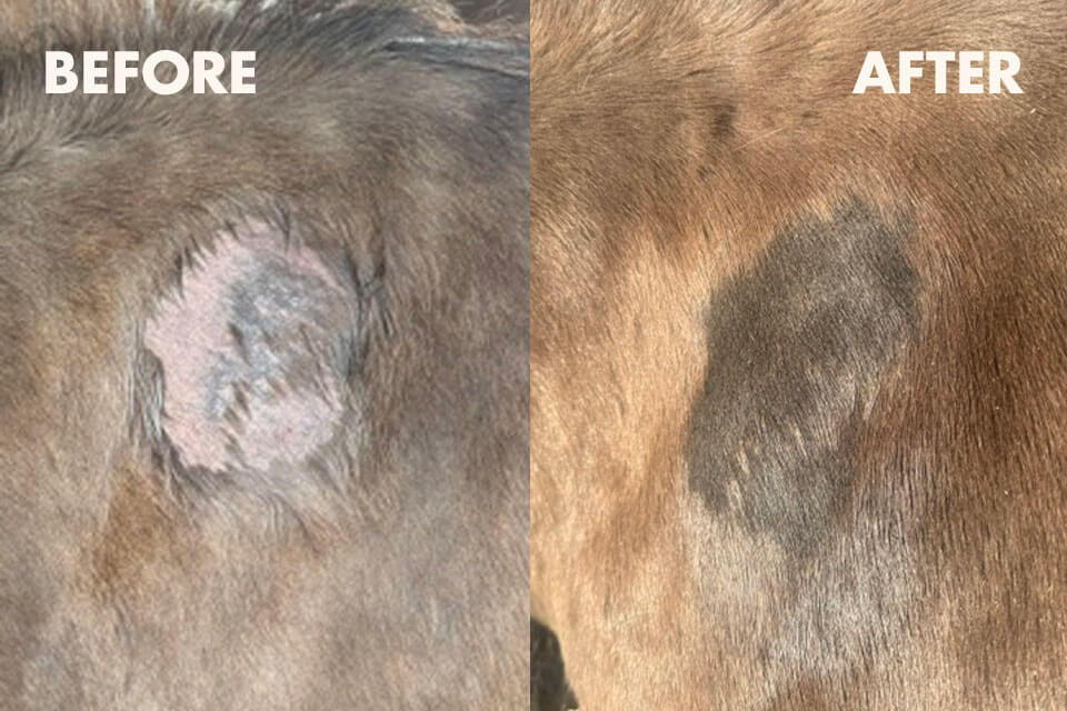 Before and after images of a skin condition on a horse - Collagen & Kelp Equine fondant.
