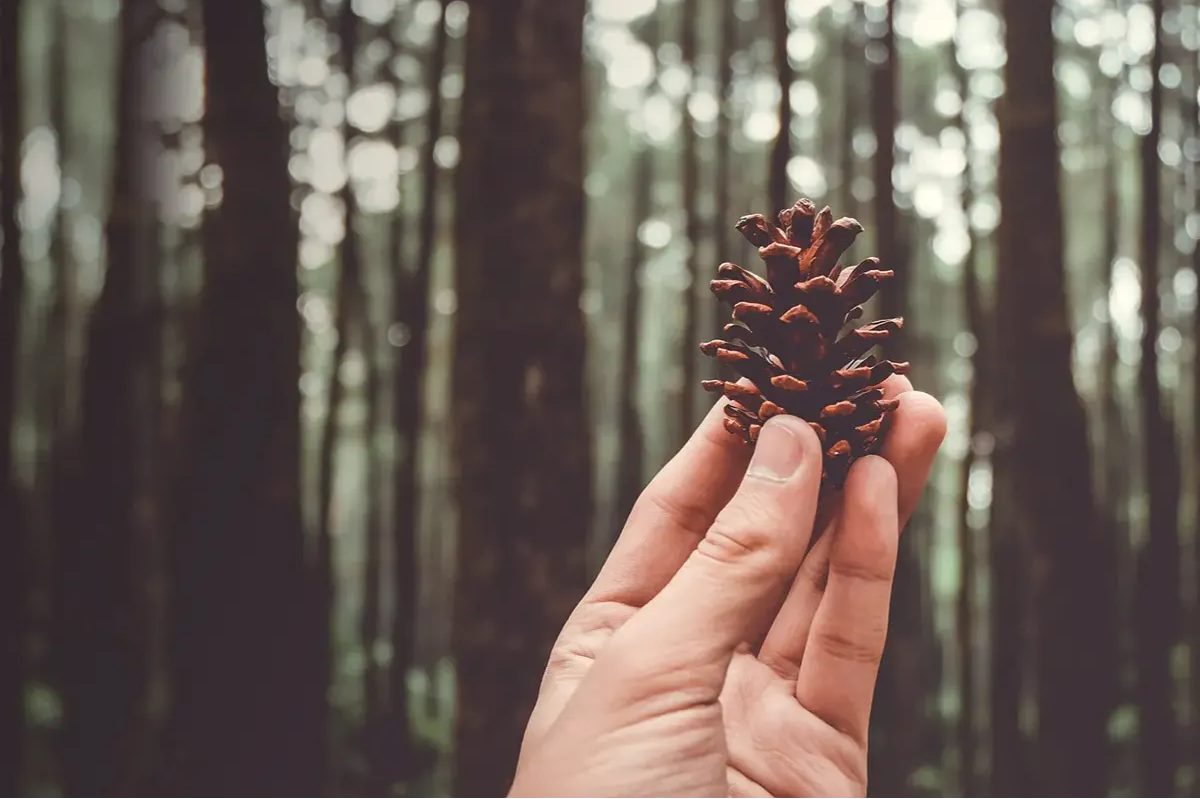 Cedar Cone