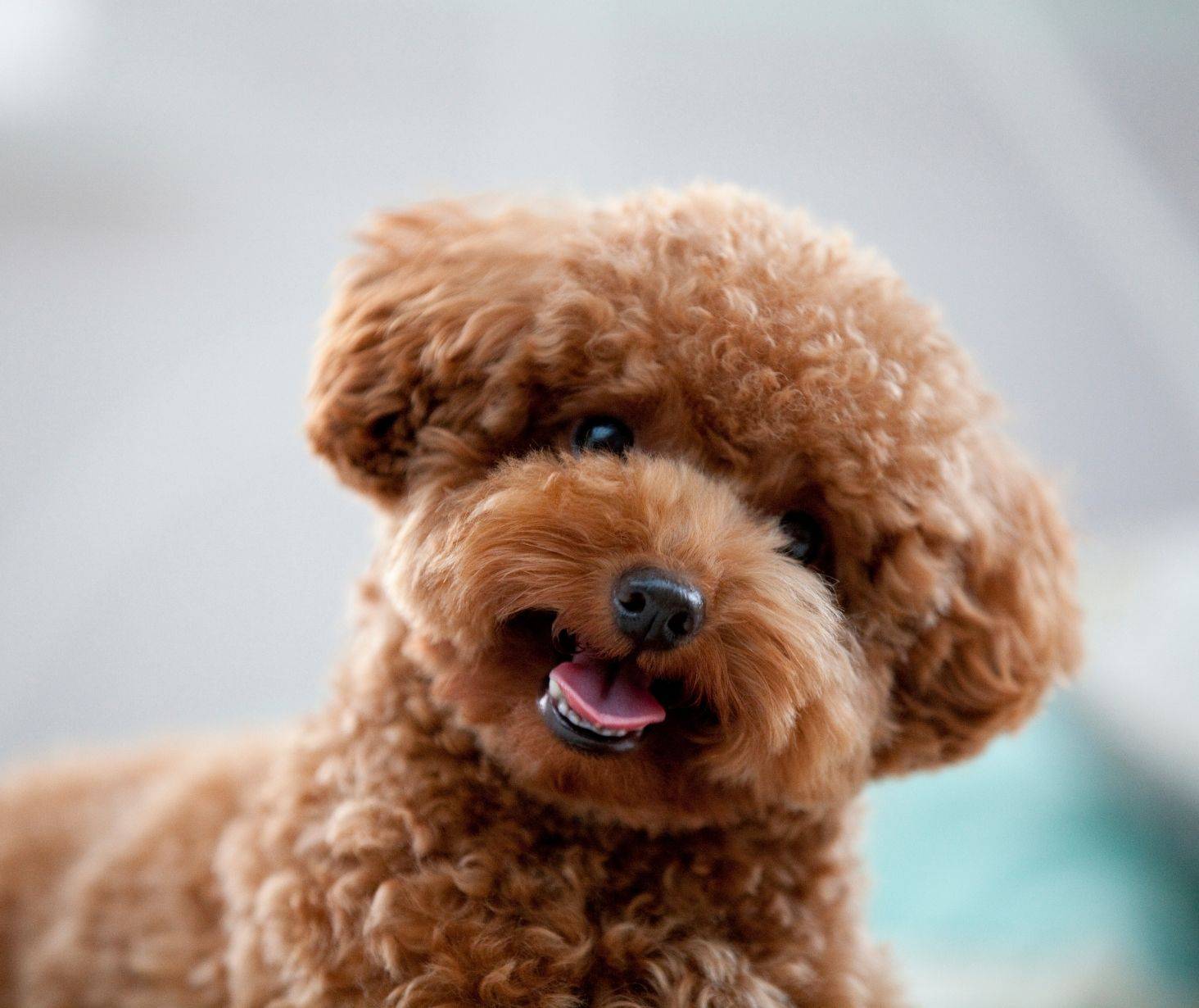 Poodle top 6 dog breed in the US