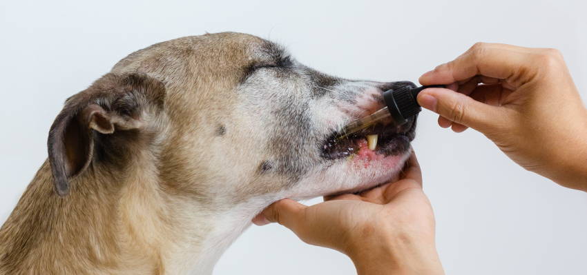 Image of a pet owner and dog, illustrating the administration technique.