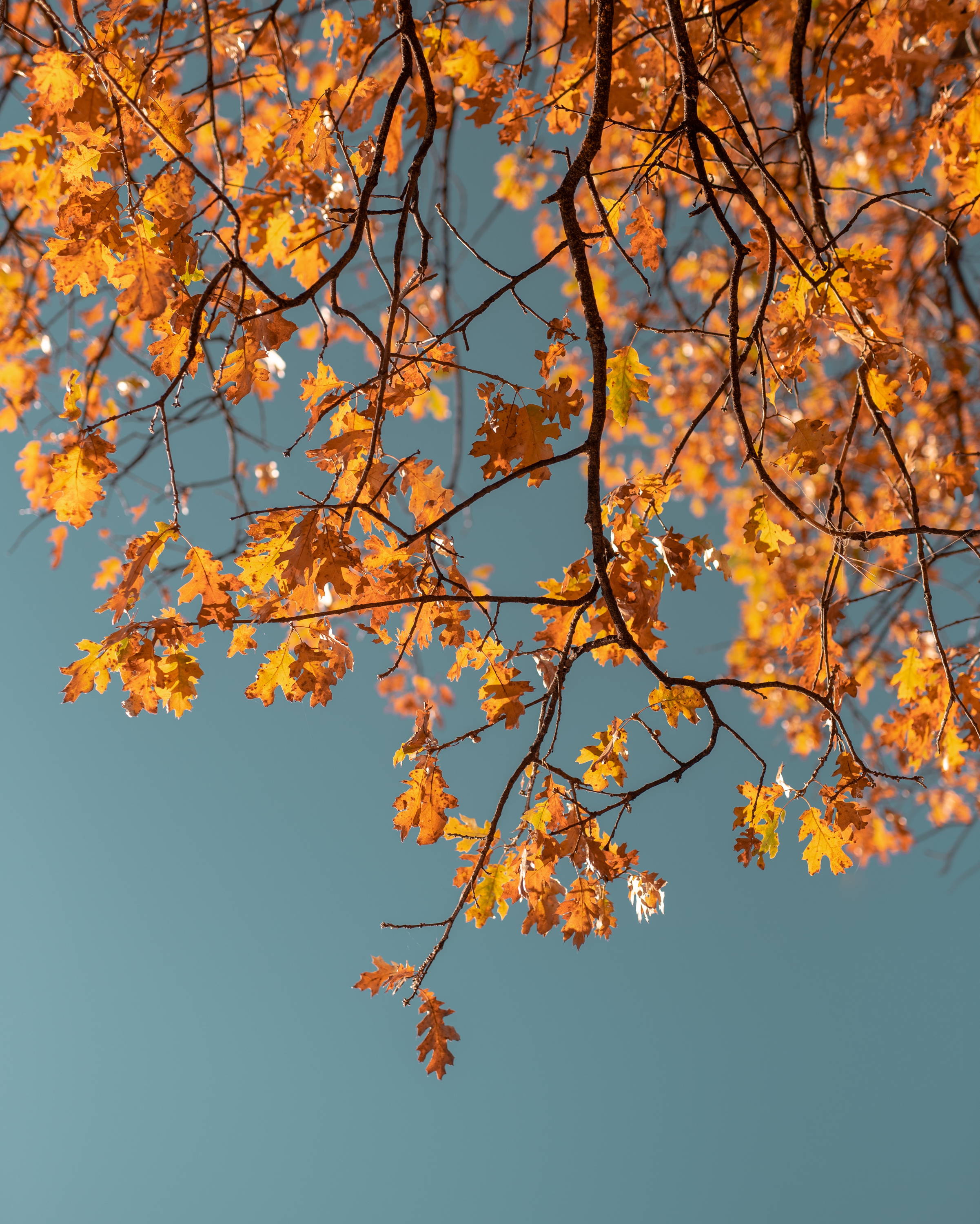 On Restoration and Renewal