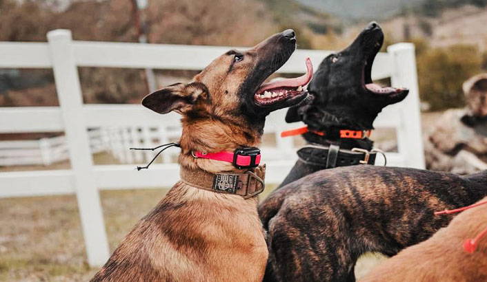 E-Collars ensure dogs receive simple and effective training.