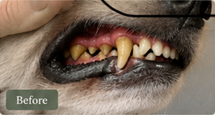 Before ultrasonic dental care illustrative image