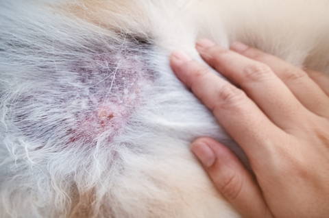 Picture of dog atopic dermatitis, red inflamed dog skin