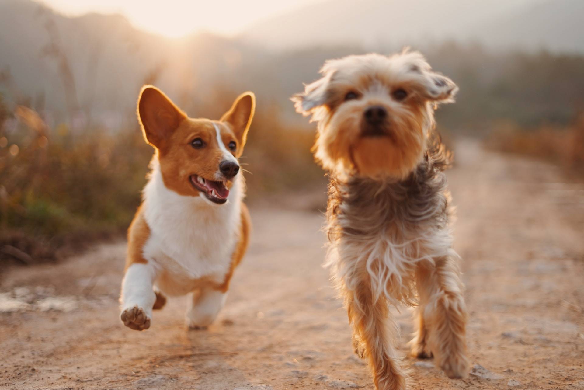 Essential Fatty Acids and Heart Health in Dogs – Smart Earth Camelina - USA