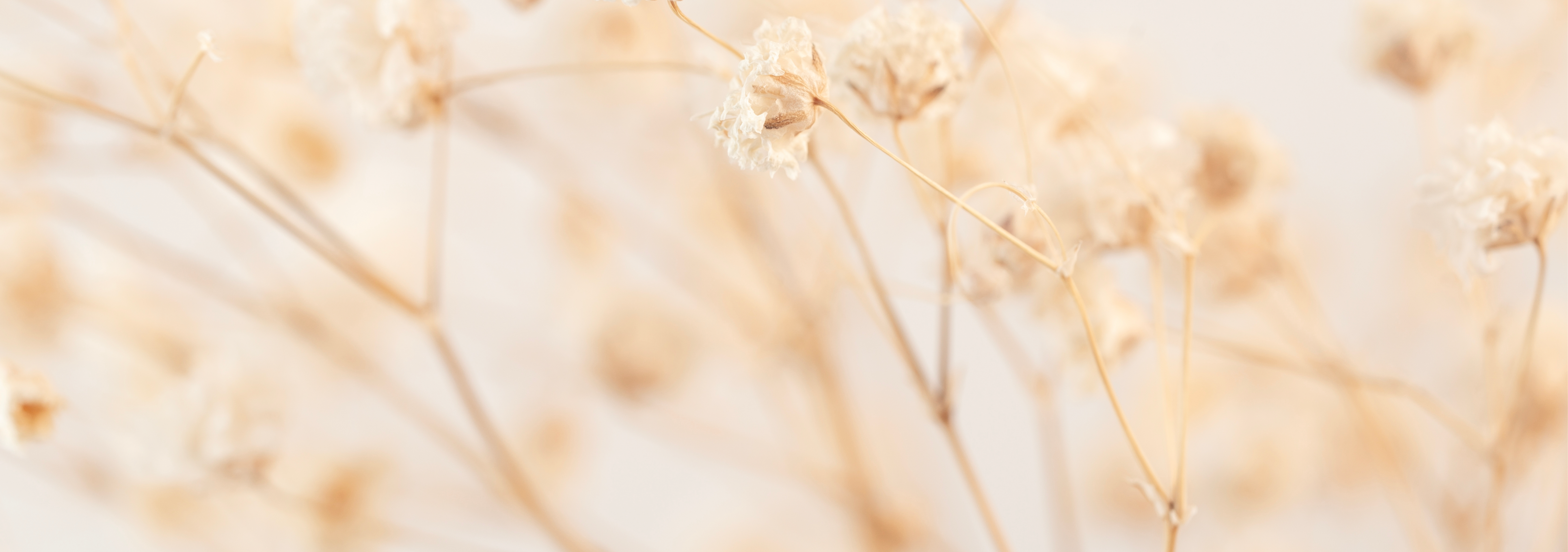 Dried delicate flowers on a soft, neutral background.