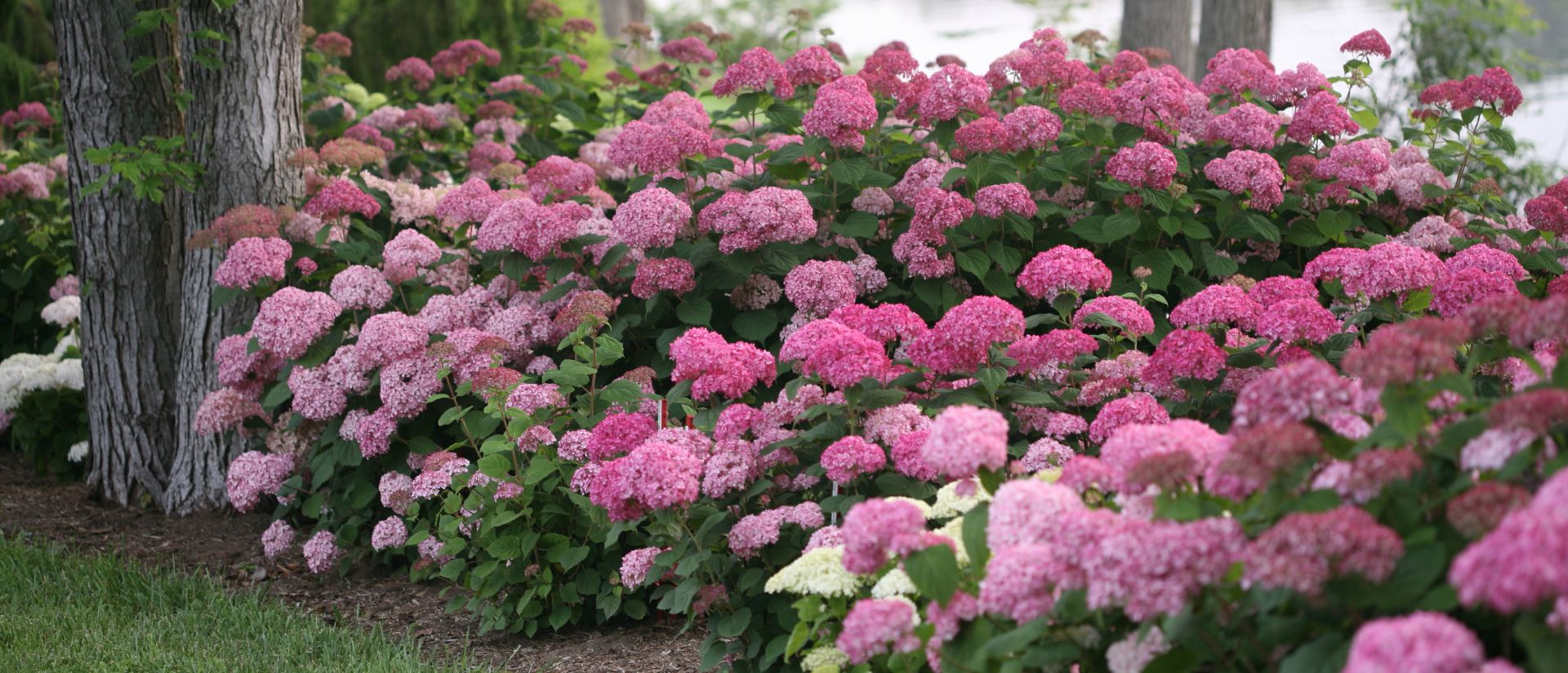 Invincibelle® Spirit II Smooth Hydrangea planted in an outdoor garden