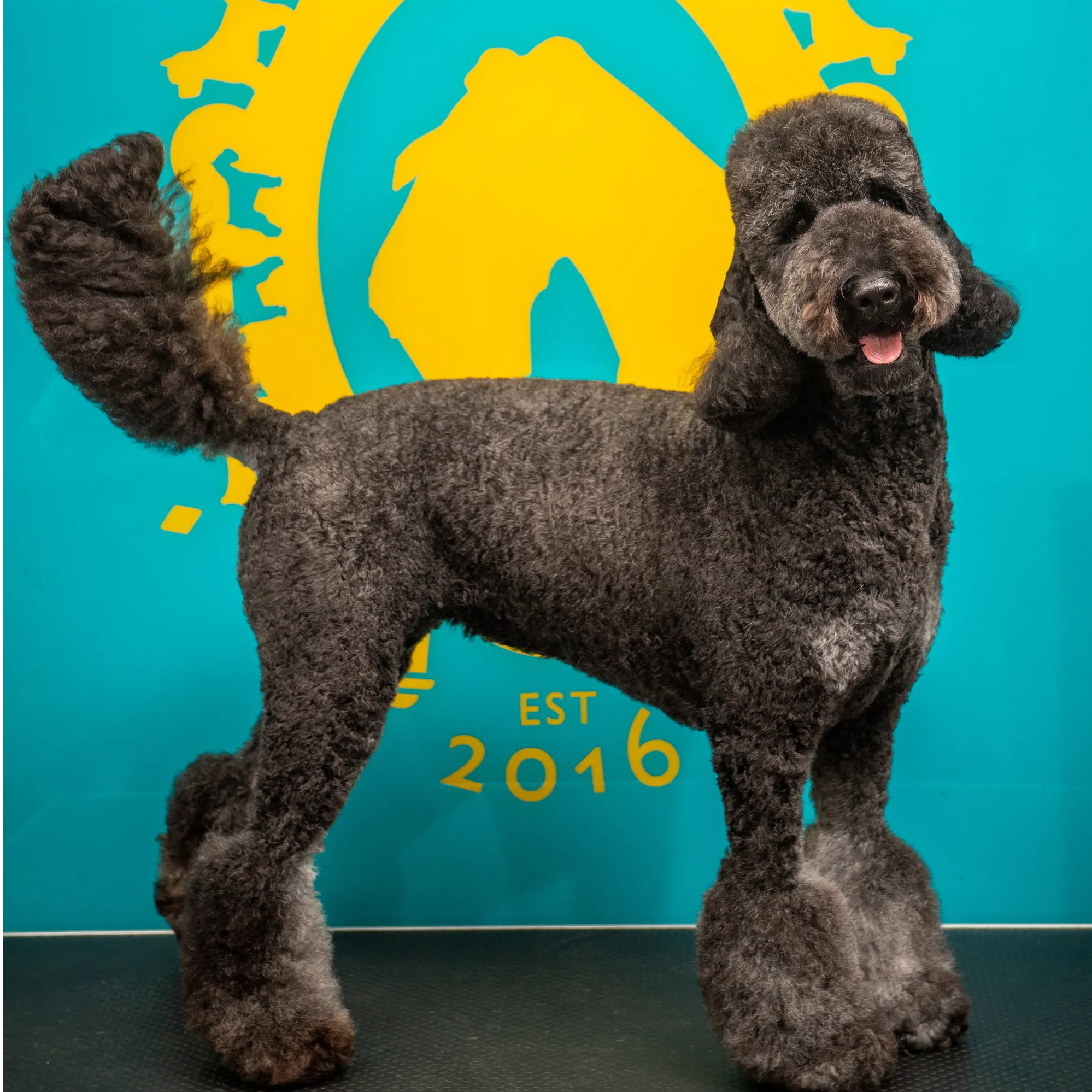 Doris the Labradoodle - Dog Grooming Qualifications Sussex