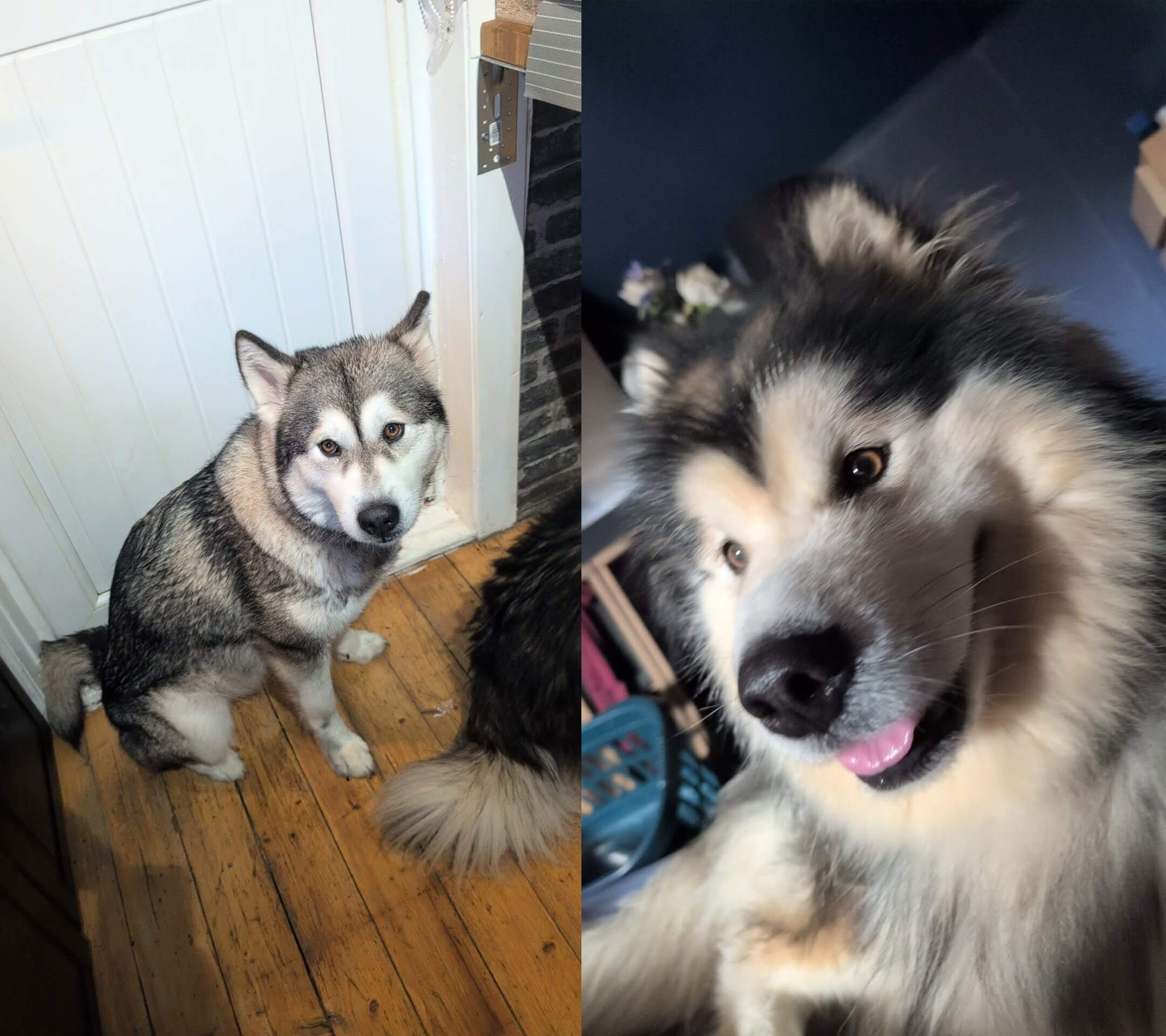 Two dogs sitting, one with a playful expression, the other looking serious.