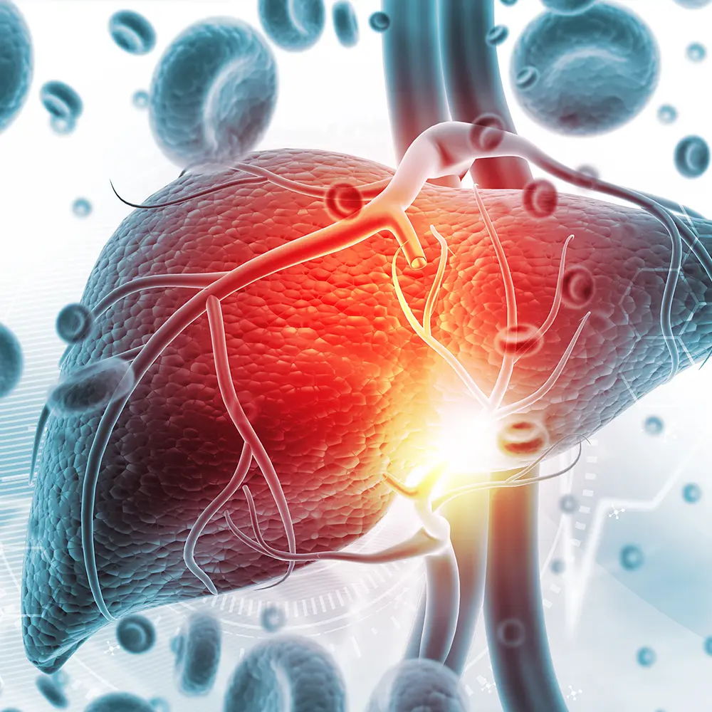 the relationship between visceral fat, portal circulation and liver metabolism
