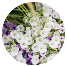 Supertunia Mini Vista® White Petunia planted in a garden