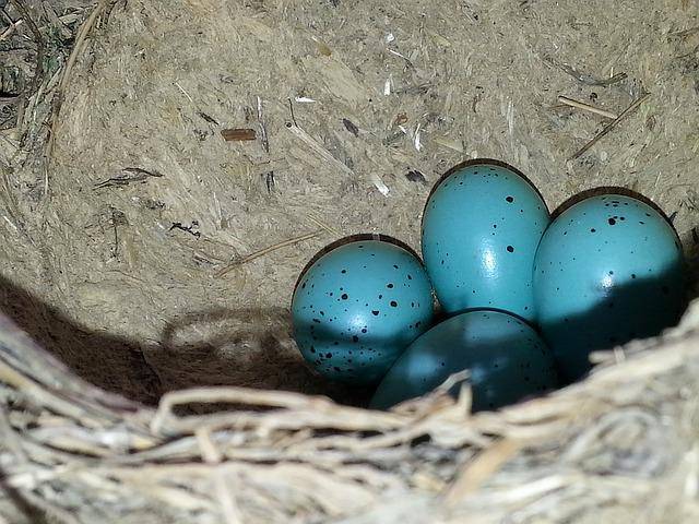 Dunnock eggs