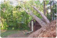 Leonard shed holding up to a tree falling on it