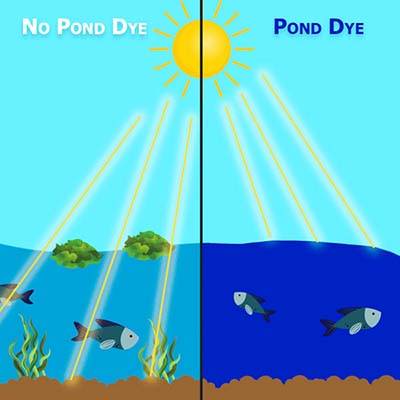pond dye benefits