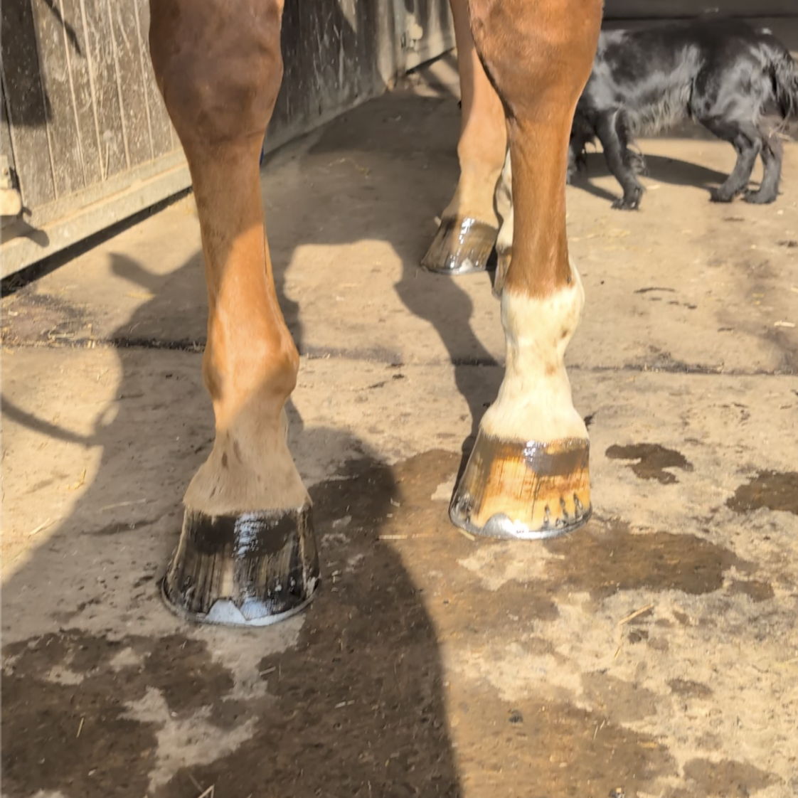 Horse hooves on a stable floor, with a dog in the background.