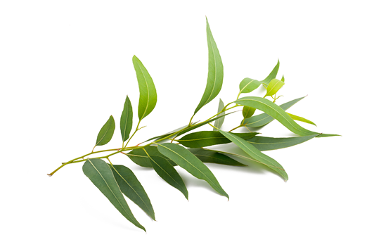 Eucalyptus